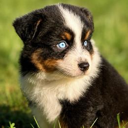 Creed - Black tri male Miniature American Shepherd puppy in Leitchfield, Kentucky from Legendmaker MAS