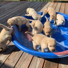 Labrador Retriever Puppies from Cary’s Buck Creek Retrievers