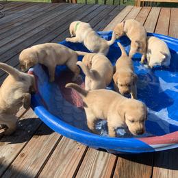 Labrador Retriever Puppies from Cary’s Buck Creek Retrievers