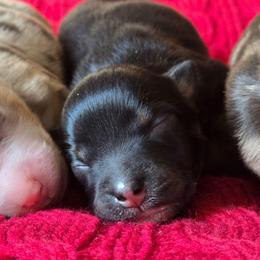 Girl 1 - Black tri female Miniature Australian Shepherd puppy in Paris, Texas from Blue Envy Mini Aussies