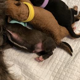Schnoodle Puppies from Noodle Tings Puppies