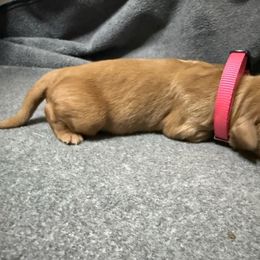 Pink Collar - Golden female Golden Retriever puppy in Chesapeake, Virginia from AmberLight Goldens