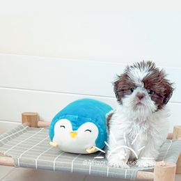 Shih Tzu Puppies from Arizona Sunrise Shih Tzus