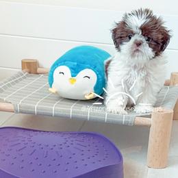 Shih Tzu Puppies from Arizona Sunrise Shih Tzus