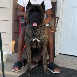 Brixx(bricks) - Cane Corso