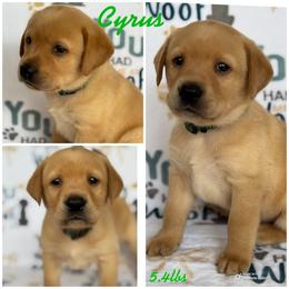 Last pick of males available - Yellow male Labrador Retriever puppy in Hartly, Delaware from Triple Threat Labradors
