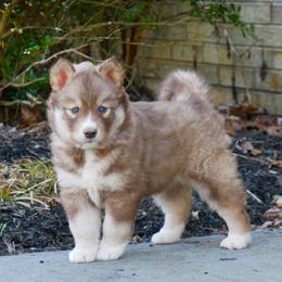 Siberian Husky Puppies from The Siberian Empire