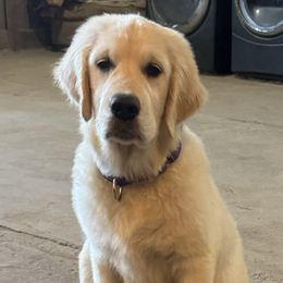Lavender - Golden Retriever puppy from High Society Farm