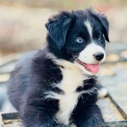 Clover - Black tri-color female Australian Shepherd puppy in Hempstead, Texas from Young Gun Aussies
