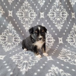 Miniature Australian Shepherd and Toy Australian Shepherd Puppies from Plum Creek Aussies