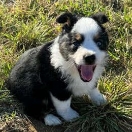 Miniature Australian Shepherd and Toy Australian Shepherd Puppies from Bent Oak Toy and Miniature Australian Shepards