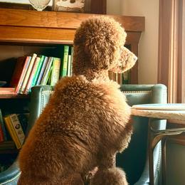 Suede - Poodle