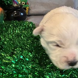 Boy 2 - White Coton de Tulear puppy in St Johns, Michigan from Centennial Farms Cotons