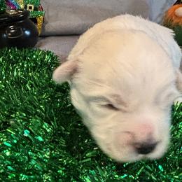 Boy 2 - White Coton de Tulear puppy in St Johns, Michigan from Centennial Farms Cotons