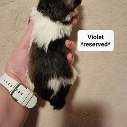 Miniature Schnauzer Puppies from Little Schnauzer Paws