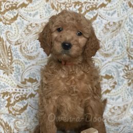 Goldendoodle Puppies from Owen-a-Doodle