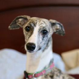 Turbo - White and fawn brindle female Whippet puppy in Robesonia, Pennsylvania from Rogue Mountain Manor