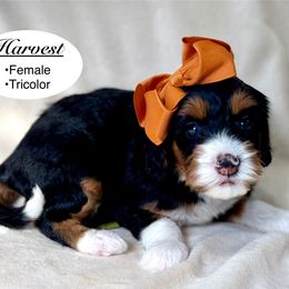 Harvest - Tri-color female Bernedoodle puppy in Jackson, Mississippi from T.M. Poodles & Doodles