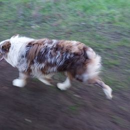 Colt  - Australian Shepherd