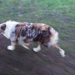 Colt  - Australian Shepherd