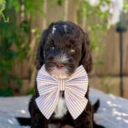 Macchiato - male Australian Labradoodle puppy in Clovis, California from Delta Doodless