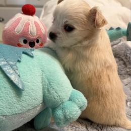 Gem - Cream and white male Chihuahua puppy in Amity, Pennsylvania from Rhoda and Verna
