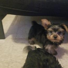 Yorkshire Terrier Puppies from The Yorkie House