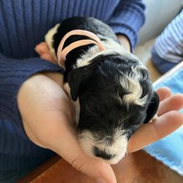 Snow - Black and white female Cockapoo puppy in Adrian, Oregon from ApplebyFarm