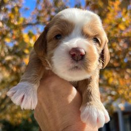 Australian Labradoodle Puppies from Berrybrook Doodles