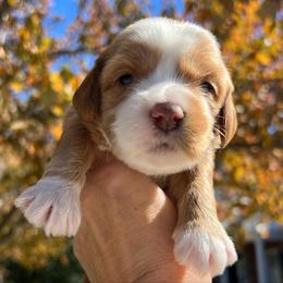 Australian Labradoodle Puppies from Berrybrook Doodles