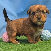 Walker - Brindle and white male Shorkie puppy in Aurora, Missouri from KnJ Precious Paws LLC