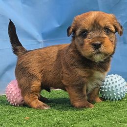 Walker - Brindle and white male Shorkie puppy in Aurora, Missouri from KnJ Precious Paws LLC