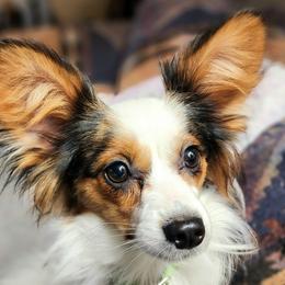 Evie - Papillon