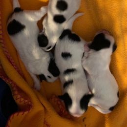 Papillon Puppies from Michelle Hashimoto's Papillons