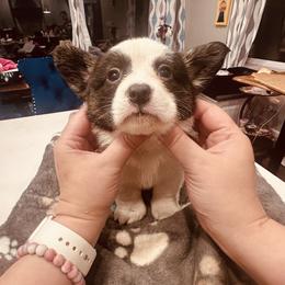 Nancy - Black and white female Cardigan Welsh Corgi puppy in Des Plaines, Illinois from Ataraxis Cardigan Welsh Corgis