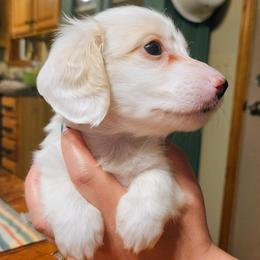 Bruce Springsteen - Piebald male Dachshund puppy in Mayport, Pennsylvania from Debbie's Dachshunds