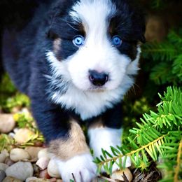 Whinnie - Black tri-color female Australian Shepherd puppy in Oakland City, Indiana from Moonlightaussies