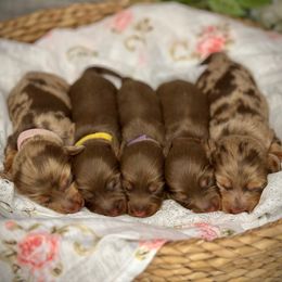 Purple - Chocolate and tan female Dachshund puppy in North Port, Florida from Jessica Louise Dachshunds