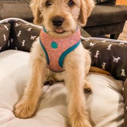 Double Doodle and Goldendoodle Puppies from Badgerland Goldendoodles
