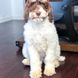 Girl 6 - Parti Poodle puppy in Simpsonville, South Carolina from Home of Doodles