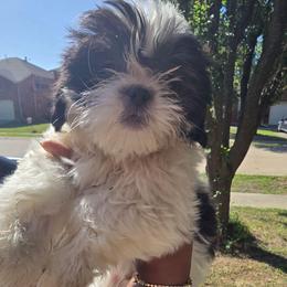 Bandit - Black and white male Shih Tzu puppy in Forney, Texas from Nique's Shih Tzus