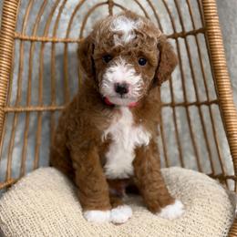 Idris - Red  male Poodle puppy in Belleville, New Jersey from TK Poodles