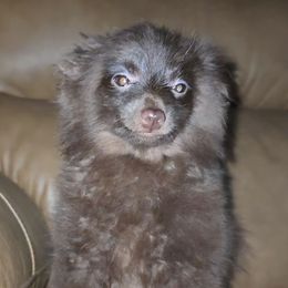 Hunnibunnies Pugsley Addams - Chocolate male Pomeranian puppy in Cleveland, Ohio from Hunnibunnies