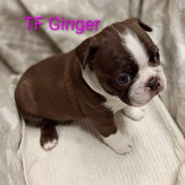 Ginger - Seal and white female Boston Terrier puppy in Mesa, Arizona from Lehi Valley Boston Terriers