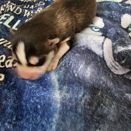 Boy 4 - Black and white male Siberian Husky puppy in Killeen, Texas from Jackson's Siberians