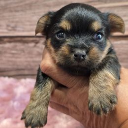 Skye - Black and tan female Yorkshire Terrier puppy in Santa Clarita, California from Pixieland Yorkshire Terriers