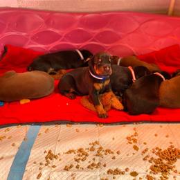 Doberman Pinscher Puppies from Jensen Dobermans
