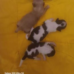Girl 2 - Liver female Shih Tzu puppy in Belleville, Michigan from Patricia's Heavenly Earth Angels