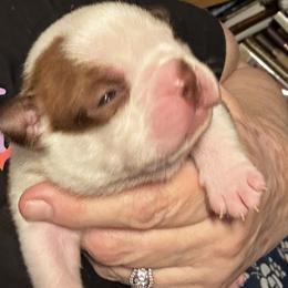 Boston Terrier puppies from Deb's Boston Terriers