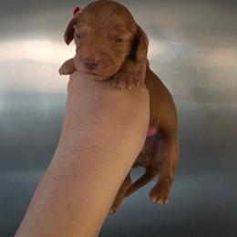 Chocolate ee Boy 2 - Red male Dachshund puppy in Austin, Colorado from Colorado Mini Dachshunds